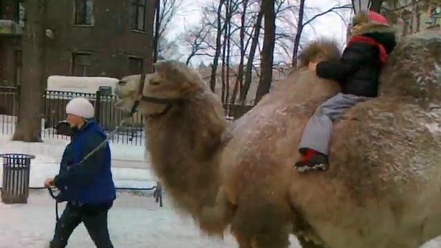 Верблюд зимой 2011 смотреть онлайн