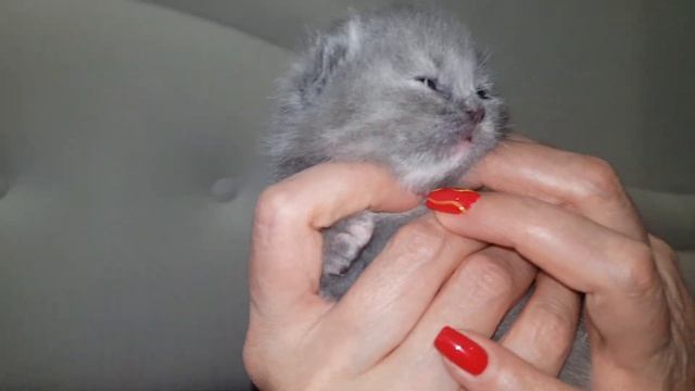 №153 Ровно две недели (#британские #кошки #happy #cats) смотреть онлайн