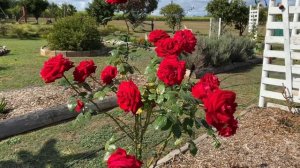 Ingrid Bergman.      Rose series