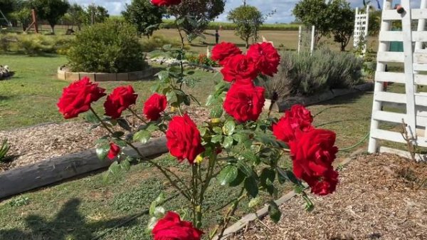 Ingrid Bergman. Rose series