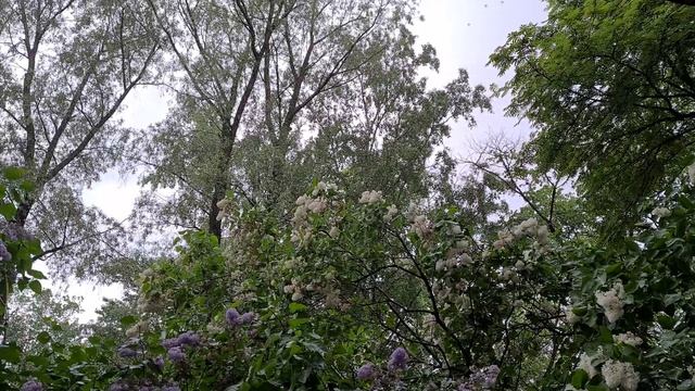 Санкт-Петербург сильный дождь 13 июня 2022 смотреть онлайн