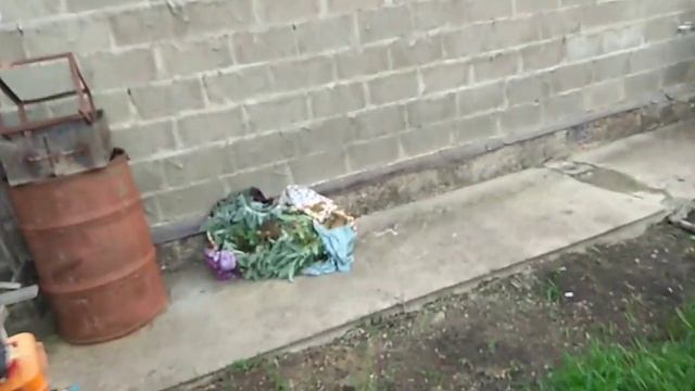 У нас все стабильно !!!сажаем_ поливаем_потихоньку наводим красоту на участке..mp4