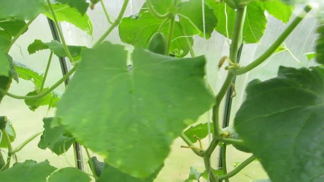 Наша дача - 2020 г. Середина августа. Обзор огорода. смотреть онлайн