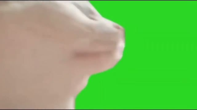 Cat Vibing- Green Screen (1 hour) смотреть онлайн