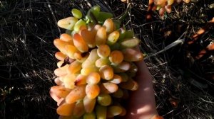 Оригинал розовый, определяем сорт винограда