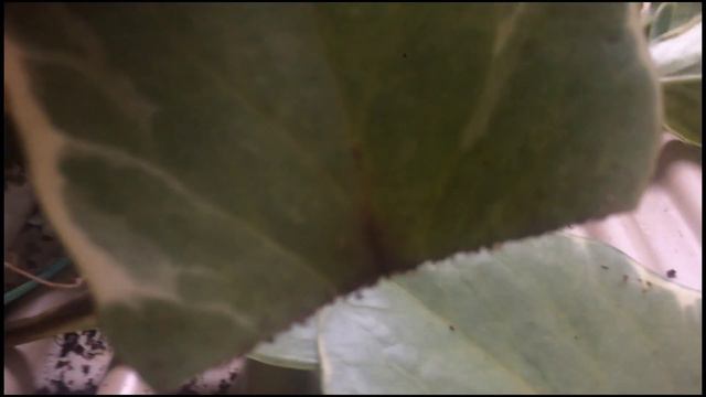 PEPEROMIA VARIEGATA - CORTEI FOLHAS AO MEIO, SERÁ QUE ENRAIZA ? смотреть онлайн