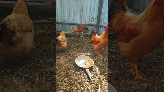 Красивые рыжие куры и петух смотреть онлайн