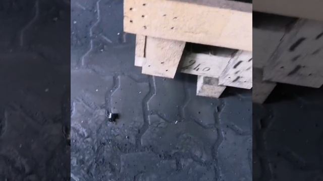 Жук священный скоробей смотреть онлайн