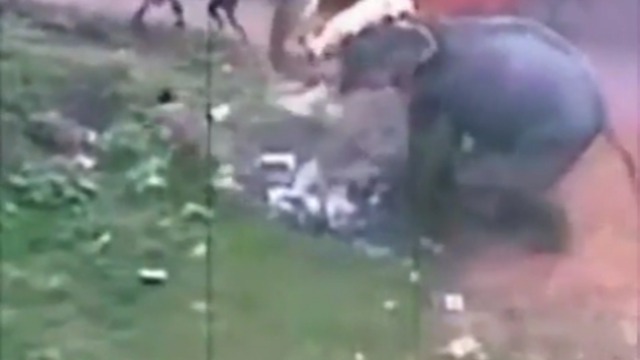 Голышом убежал от слона смотреть онлайн