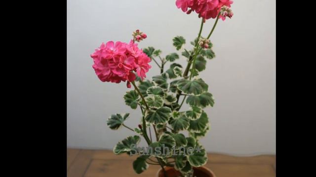 191. Mrs. Parker 2018 미시즈 파커 Pelargonium제라늄