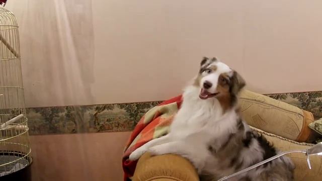 Австралийская овчарка и Жако. Australian Shepherd and Gray Parrot смотреть онлайн