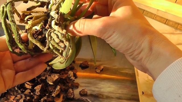 хлороз желтеют листья орхидеи смотреть онлайн