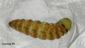 Окукливание гусеницы Табачного бражника