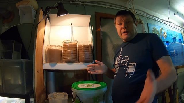 Артемия. Науплии. Главный корм для мальков смотреть онлайн