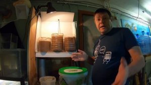 Артемия. Науплии. Главный корм для мальков