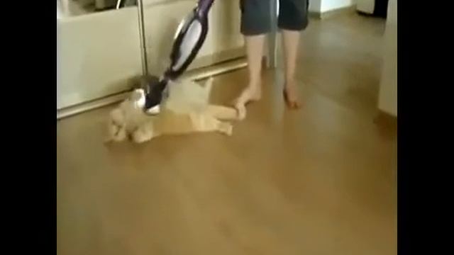 Чистка котов пылесосом.flv смотреть онлайн