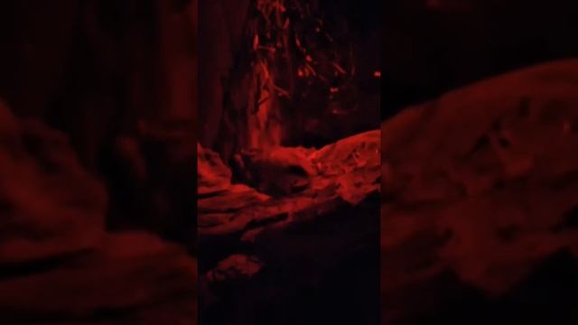 My GoPro Life. Павильон Ночной Мир. Moscow Zoo - Зоопарк (Full HD) смотреть онлайн