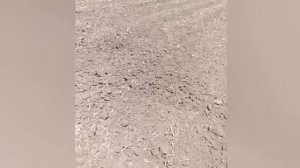 СРАВНЕНИЕ фрезы Swan-Agro с фрезой АЗАС и ОТЗЫВ клиента о почвофрезе Swan-Agro