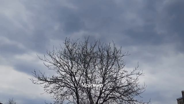 Как поет синица.Голос птички синички.Звуки природы.bird tit смотреть онлайн