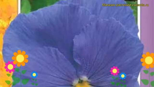 Виола гибридная Голубой карбункул. Краткий обзор, описание Viola Wittrockiana Goluboy Karbunkul