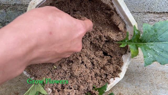 How to grow Gerbera L flowers with leaves смотреть онлайн