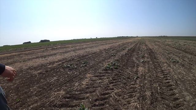 Два урожая за сезон! Состояние сои и рапса. смотреть онлайн