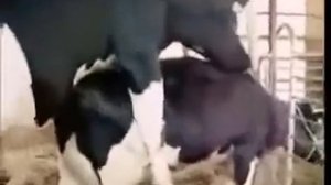 Mating Bull with cow #9