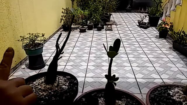 JM Adenium video 3 смотреть онлайн