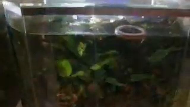 Аквариумный компрессор. Какой выбрать? смотреть онлайн