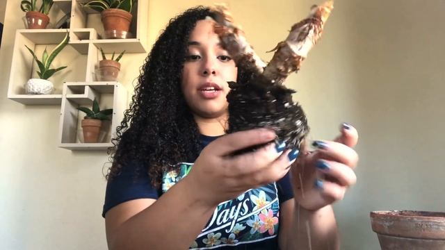 How To Put Your ALOCASIA's Into DORMANCY & SAVE THEM!! l Feautiring Alocasia Amazonica & Stingray! смотреть онлайн