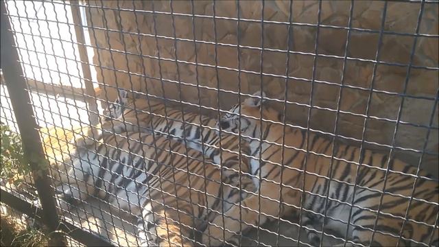 Влог 132 часть 3 В мире животных. Парк Тайган. Крым 2019 смотреть онлайн