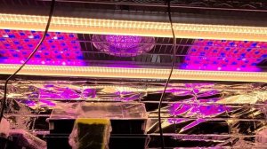 Ультрафиолетовые лампы для рассады. Расстояние рассады от ламп. Стеллаж для рассады.