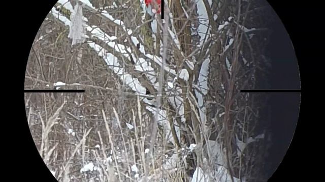 ТиЗеР. Сороки с Ветками в Мороз. Зимняя охота с пневматикой. Crow Hunting 2021. Кроухантинг смотреть онлайн