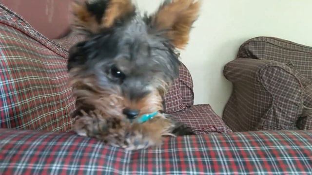 How to convince your Parents for a Puppy смотреть онлайн