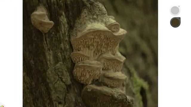 Фантазия с нуля / парейдолия как инструмент для творчества / часть 3 смотреть онлайн