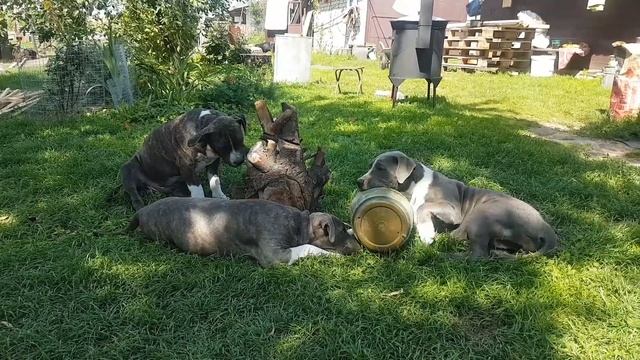 Щенки Американского Стаффордширского терьера/ Щенки Стаффа/ Стройка/ собакотерапия) смотреть онлайн