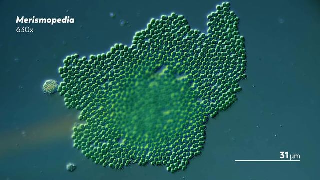 The Diversity of Shapes in the Microcosmos смотреть онлайн