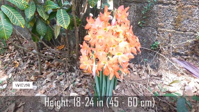 Striped Barbados lily : Know About Hippeastrum Puniceum смотреть онлайн