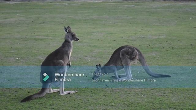 Wildlife !!!!! Beautiful little Animais !!! Дикая природа Красивые зверюшки! смотреть онлайн