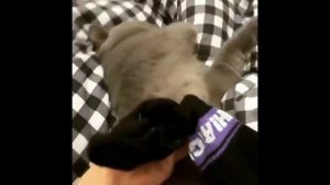 Очень смешные испуги людей и животных 2020   Юмор   Розыгрыши #10