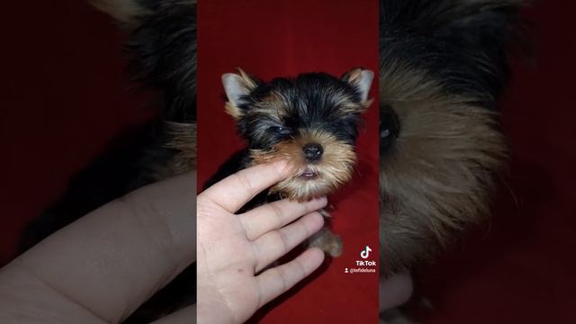 Ты зачем меня трогаешь !🥰🤗🥰 смотреть онлайн