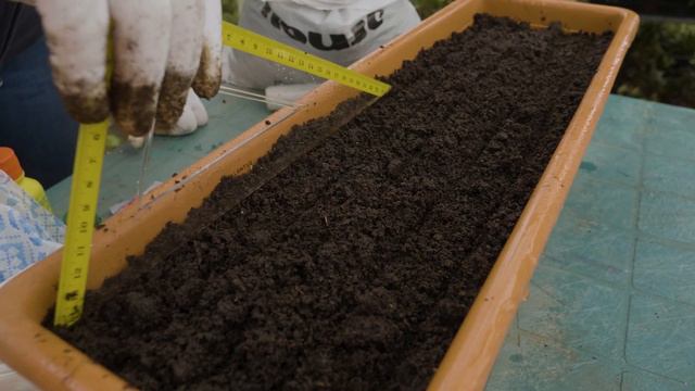 Inmultirea muscatelor prin seminte смотреть онлайн