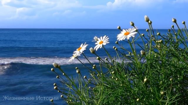 Хирург поиздевался над девушкой, а спустя годы судьба свела их вместе в родном селе. Она и подумать смотреть онлайн