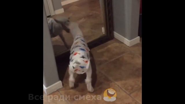 СМЕШНЫЕ ЖИВОТНЫЕ!Лучшие видео нарезки с животными со всего света!!!Часть 7 смотреть онлайн