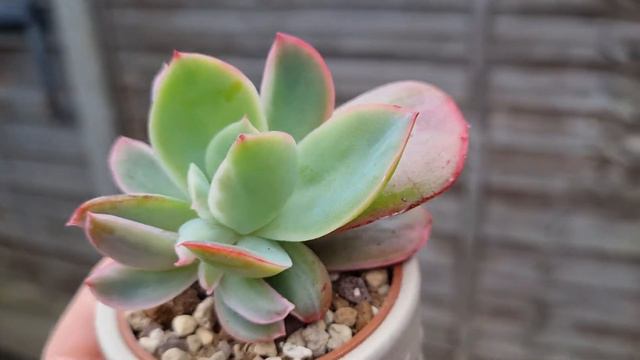 Echeveria Luella Variegated смотреть онлайн