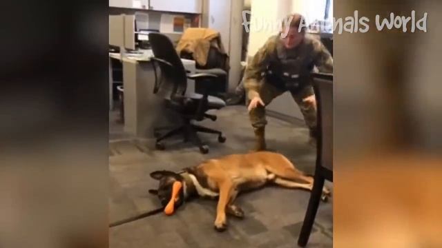 Смешные моменты с котами и собаками 2023 | Лучшие приколы с домашними питомцами №31 смотреть онлайн