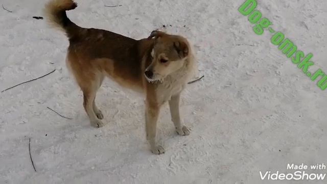 Собаки и негодующие люди на улицах города смотреть онлайн