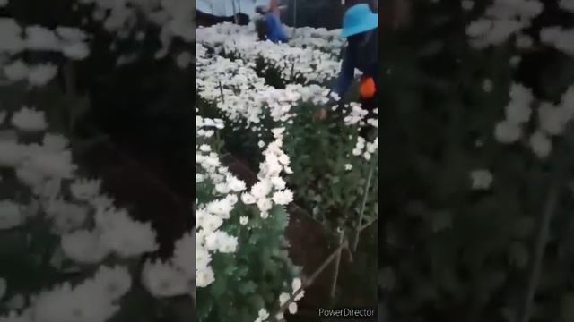 Harvesting Malaysian Mum's Flowers#@sadagbahonglatrinidadbenguet смотреть онлайн