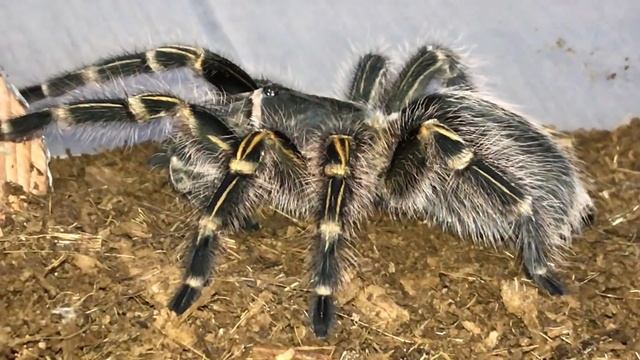 MEET all my FRIENDLY TARANTULAS !!! [Best beginner tarantula?] смотреть онлайн