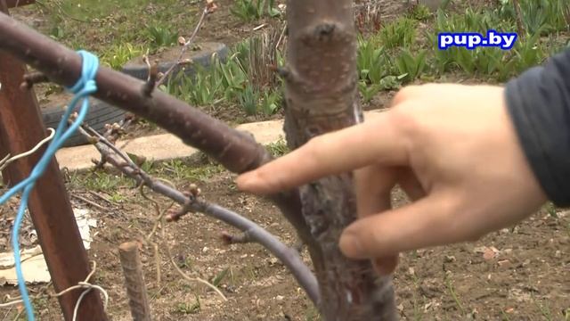 Как заставить дерево плодоносить How to make an apple tree bearing fruit смотреть онлайн
